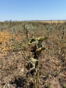 Водний дефіцит в Україні