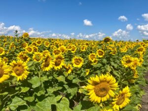 ТОВ Сілікат 1 с.Ковтуни Соняшникове поле.