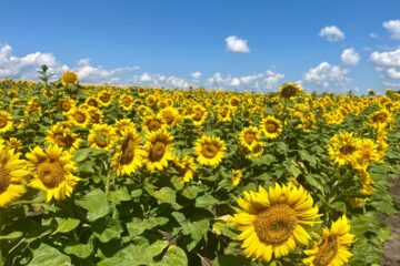 ТОВ Сілікат 1 с.Ковтуни Соняшникове поле.