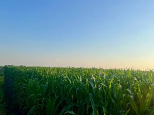 Кукурузне поле ТОВ Сілікат 1