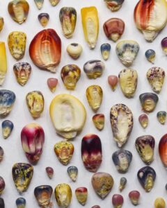 Різнокольорові зерна кукурудзи