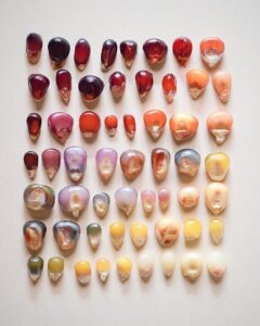 Різновиди зерен кукурудзи, сорти