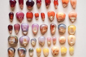 Різновиди зерен кукурудзи, сорти