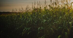 Поле кукурудзи на заході сонця — вологість кукурудзи при збиранні